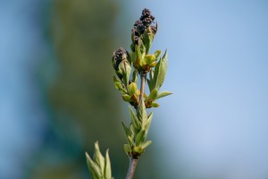 Wild Flowers 3